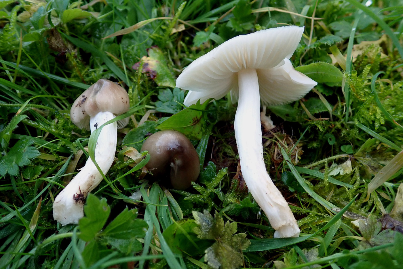 Hygrocybe fornicata by Penny Cullington